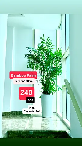 Fresh Bamboo Palm Plant in Ceramic Pot