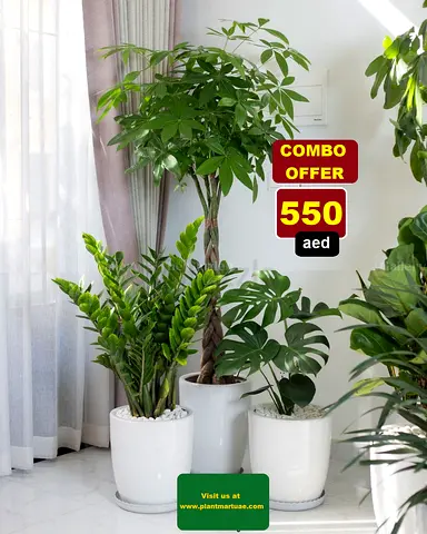 Beautiful Indoor Plants Combo Offer