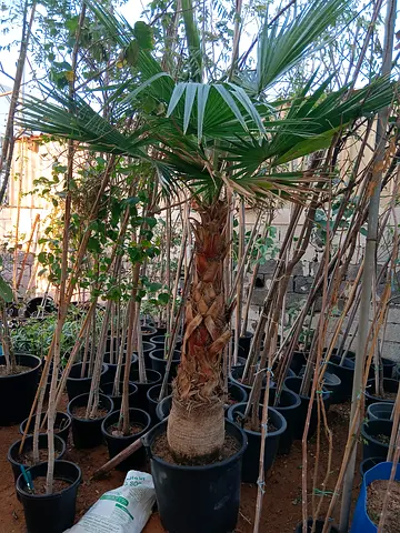 Indoor Potted Palm Tree for Sale