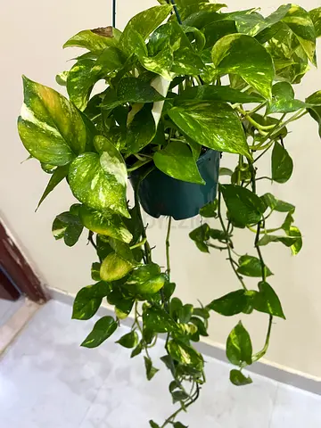 Money Plant in Hanging Pot