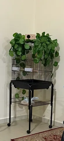 Big bird cage with 3 Birds, toy, food, and box for eggs
