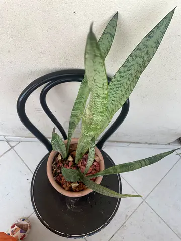 Beautiful healthy Sansevieria plant (snake plant) is for sale