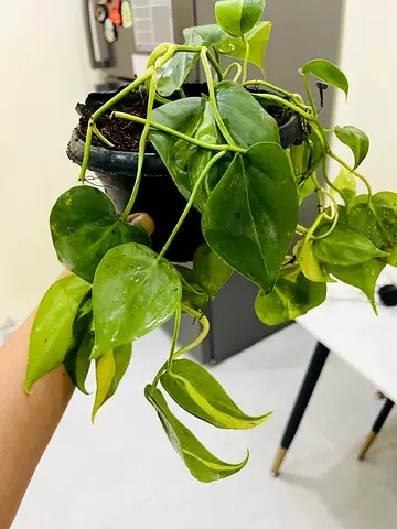 Philodendron brasil plant - Perfect Indoor Greenery