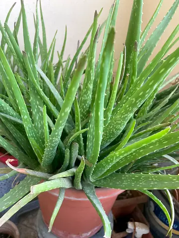 Beautiful Aloe Vera Plant - Perfect for Home Decor