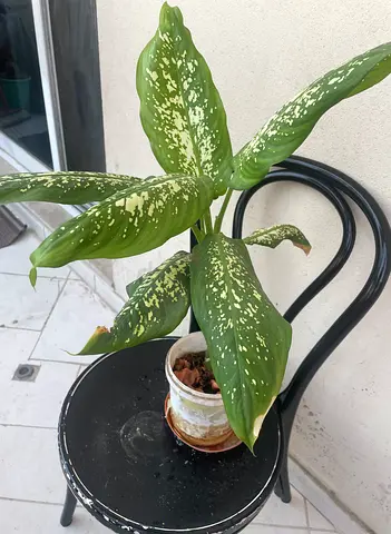 Indoor / outdoor Decorative Plant with Unique Leaves
