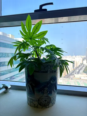 Stylish Indoor Plant in Decorative Pot | Fake Plant