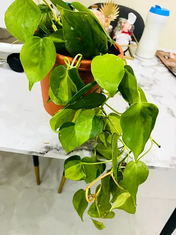 Philodendron Brasil Plant in  Pot