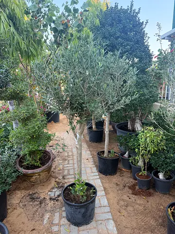 Beautiful Olive Tree for Your Garden