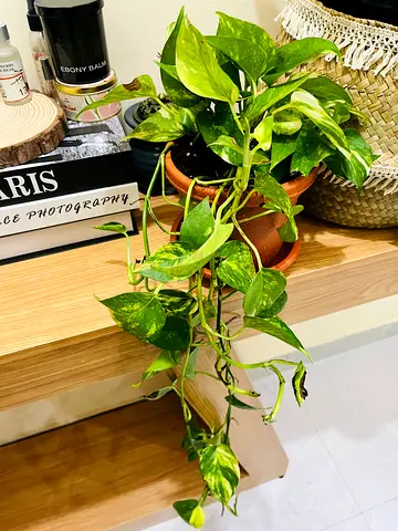Beautiful Pothos Plant in Pot for Sale