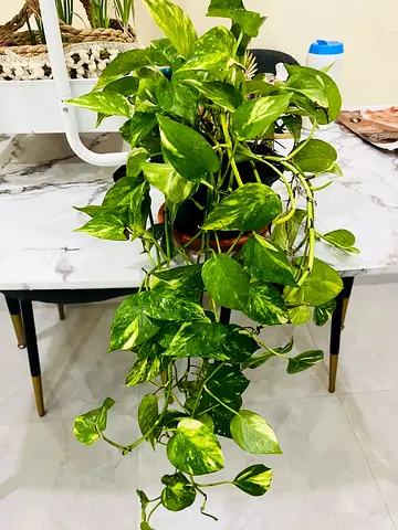 Beautiful Pothos Plant in a Stylish Pot