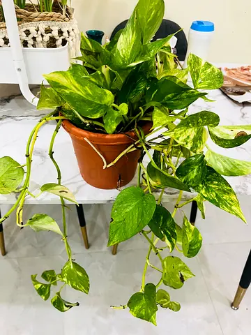 Beautiful Pothos Plant