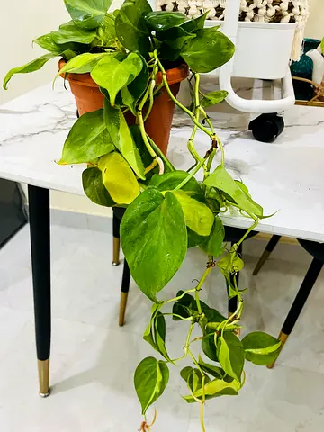 Beautiful Pothos Plant in pot