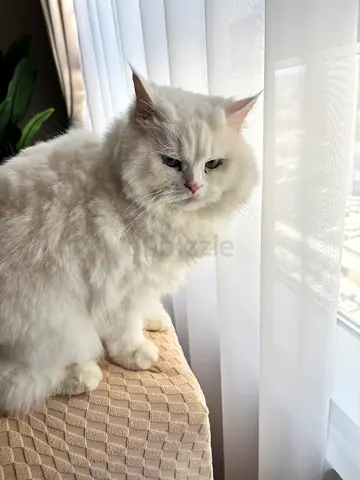 Adorable White Turkish Cat Looking for a Loving Home.  Free for adoption. Serious people can contact