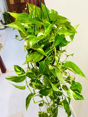 Beautiful Hanging Pothos Plant for Your Home