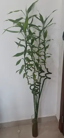 Bamboo Plant for Home Decor