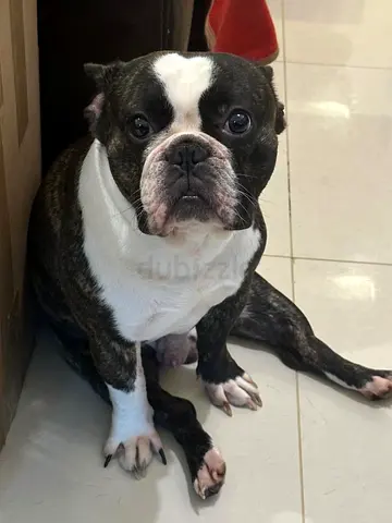 Frenchie Pet for adoption