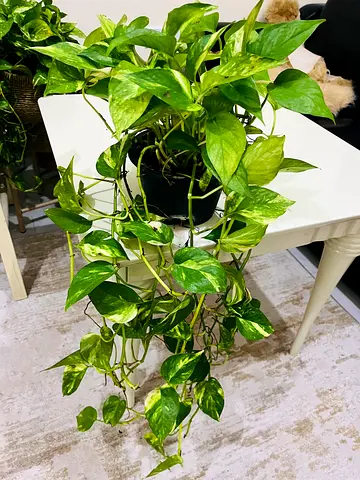 Beautifully Lush Pothos Plant for Sale