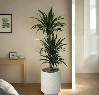 Dracaena Warneckii Indoor Plant in Premium White Pot