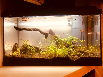 BIG FISH TANK JUWEL FOR CHEAP 60L with filter pump and light