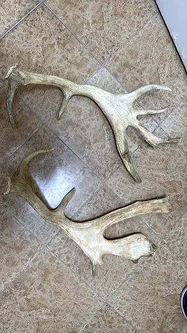 قرون غزال المها كبيرة