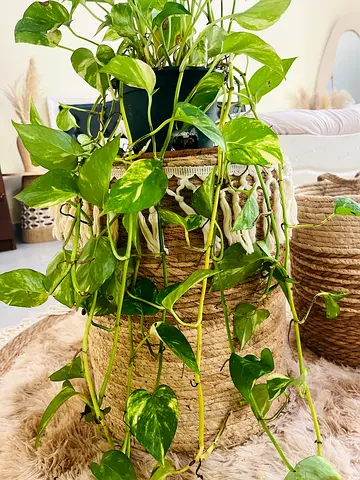 Beautiful Indoor Plant