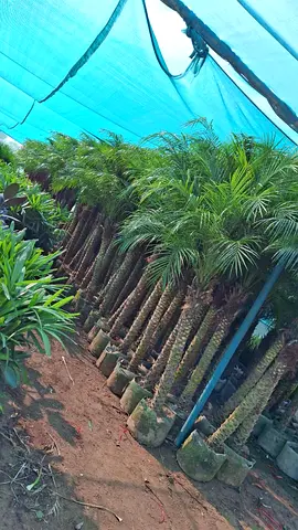 Phoenix Roebeleni Palm