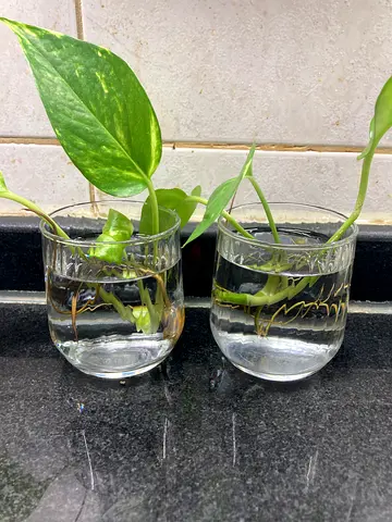Plant