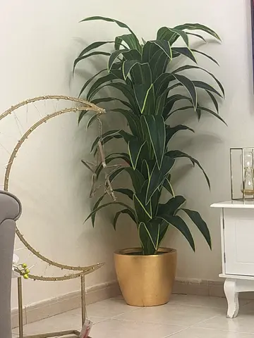 Beautiful Indoor Plant for Your Home