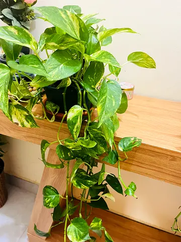 Beautiful Pothos Plant for Sale