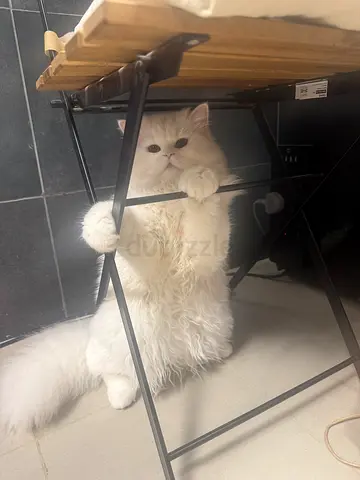 white persian cat for adoption