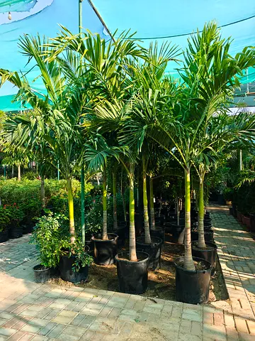 Beautiful Vetchia Palm