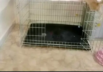 Crate for cats