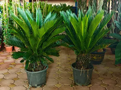 Mature Cycas Revoluta Plants for your villa