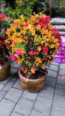 Well Bougainvillea Plant