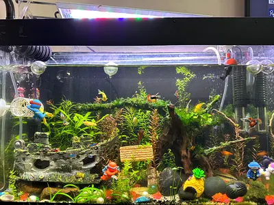 Aquarium Plant trimmings