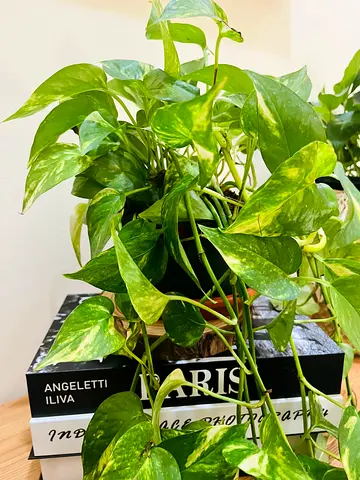 Indoor Plant with Lush Green Foliage(money plant)