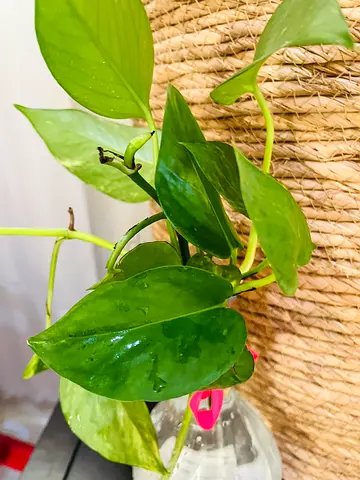 Beautiful Green Pothos Plant in Glass Bottle