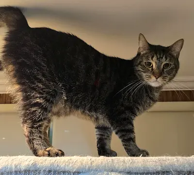 Adopt This Playful Cat Today!