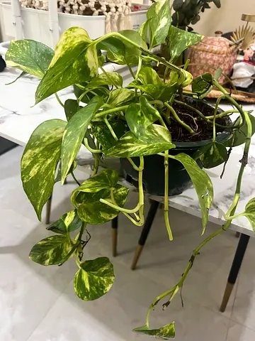 Beautiful Pothos Plant in Vibrant Green Pot