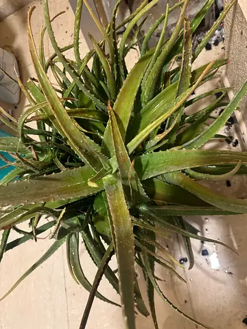 Beautiful Aloe Vera Plant for Your Home