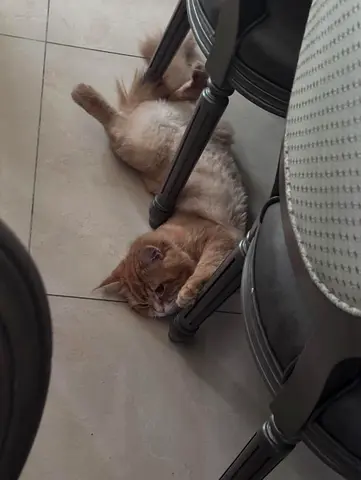 Mbz16 al albab street compound 23