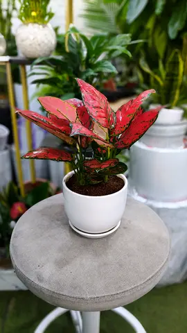 Aglanoma plant Indoor Plant