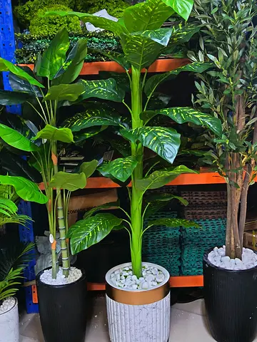 Beautiful Indoor Plants for a Fresh Look