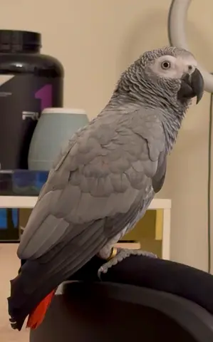 Lost African Grey Parrot female, on 9Jan in Taawon area Sharjah Palace Hotel, VIS School, Nesto