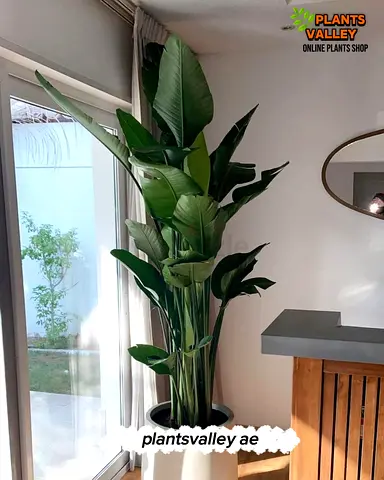 Wow INDOOR AND OUTDOOR PLANTS