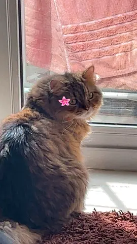 القاسميه شارع الند