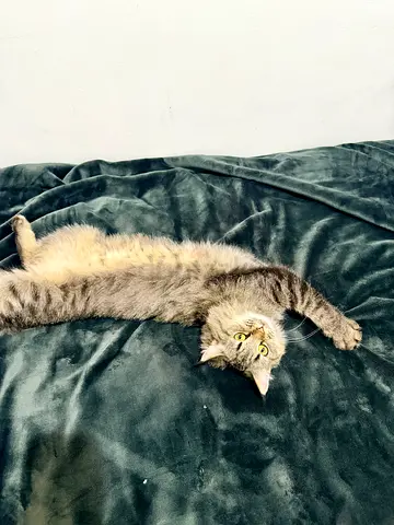 Cute and Playful Cat Looking for a Loving Home she one year old for free adoption