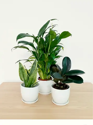 Set of 3 Decorative Indoor Plants in Stylish Pots