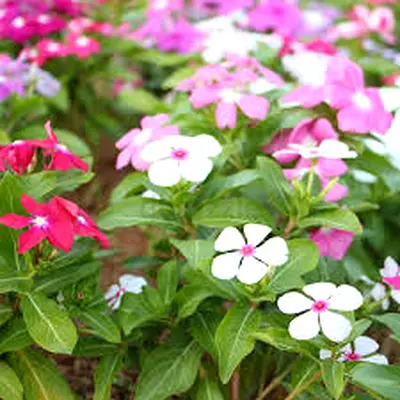 Vinca Natural Flowers - Carton Vibrant Flowering Plants for Your Garden