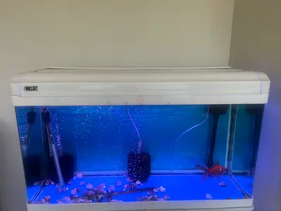 Beautiful Aquarium with Fish for Sale